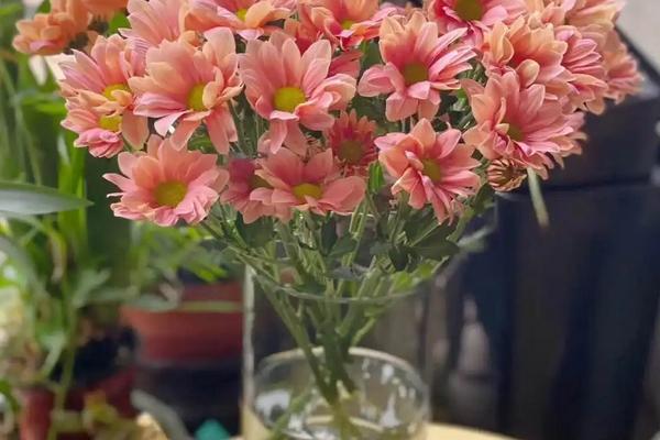 鲜菊花如何保存，可冷藏或水养