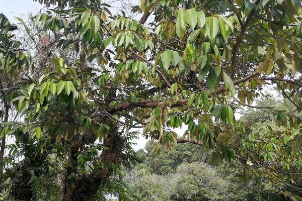 榴莲树简介，是一种高大的常绿乔木植物