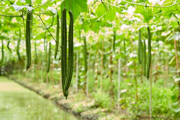 棱角丝瓜的种植技术，在每年3-4月份进行种植