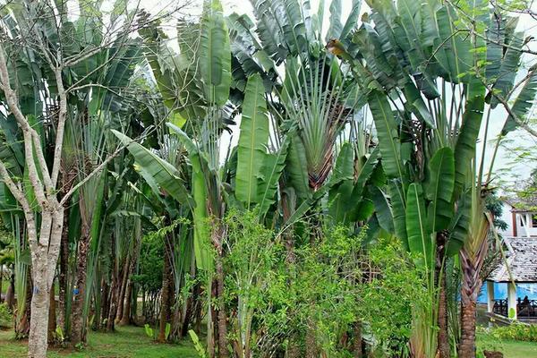 芭蕉树一年长多高，一年能够长到大约2米左右