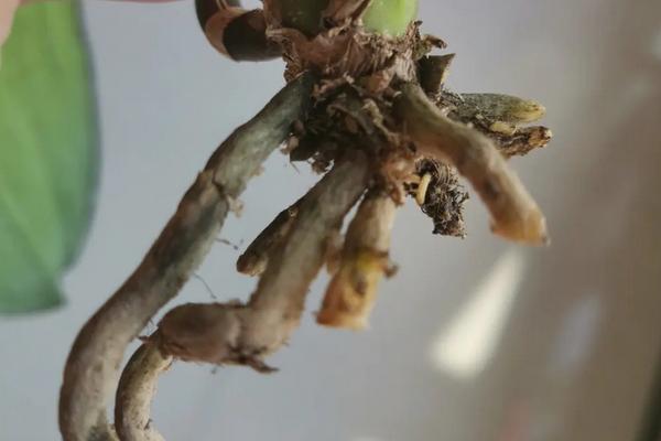 蝴蝶兰烂根怎么办，需及时对植株根部进行修剪