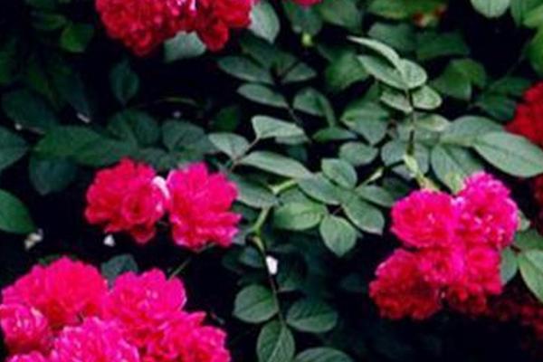 红木香与蔷薇的区别，前者花朵更大一点