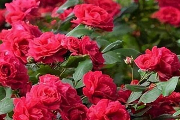 红木香与蔷薇的区别，前者花朵更大一点