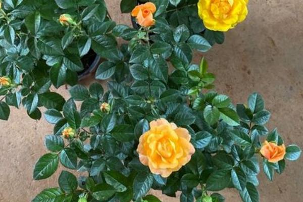 盆栽玫瑰花的种植方法，适宜生长在光照充足的环境中