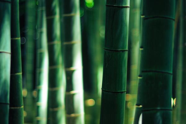 竹子的风水禁忌，不宜摆放在阴凉处和门窗位等