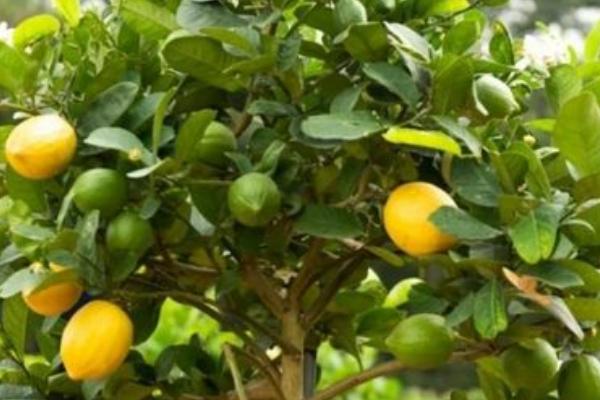 香水柠檬树的养殖方法，每天需保持3-4小时的光照时间