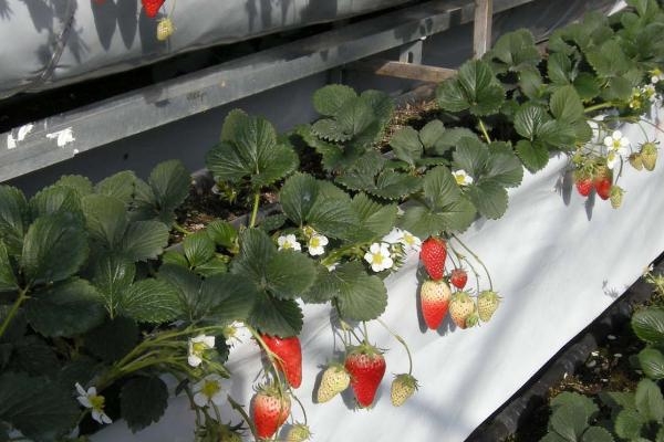 草莓为什么不开花也不结果，可能是光温不适所导致的
