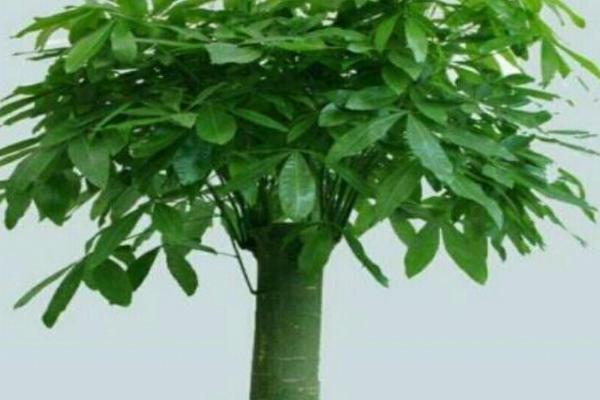 发财树怎么繁殖，一般采用扦插的方式繁殖