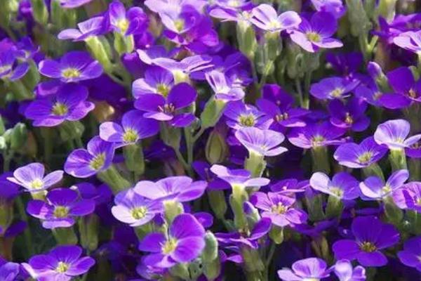 紫罗兰如何实现四季都开花，春夏秋三季可用分期播种