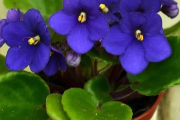紫罗兰用什么花盆养护，可以选用泥瓦盆、陶土盆和紫砂盆等