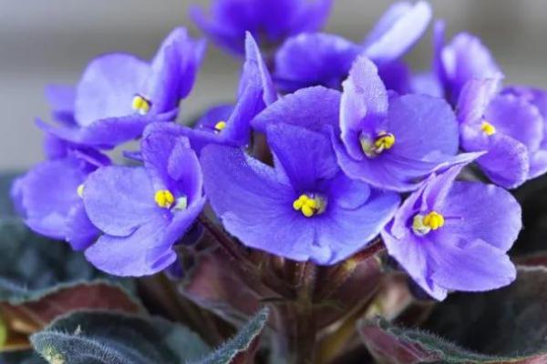 紫罗兰用什么花盆养护，可以选用泥瓦盆、陶土盆和紫砂盆等