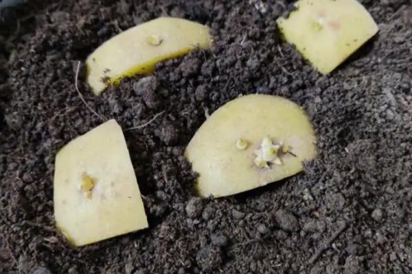 发芽的土豆怎么种，首先对于发芽的土豆进行切块