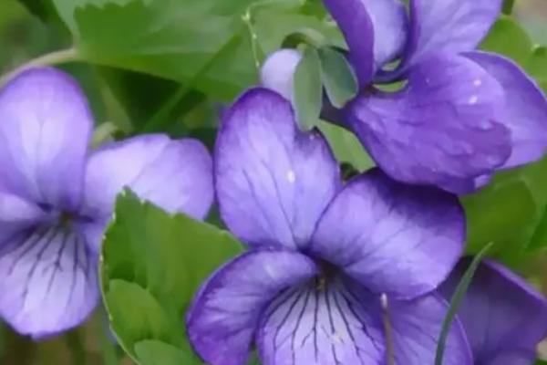 紫罗兰如何实现四季都开花，春夏秋三季可用分期播种