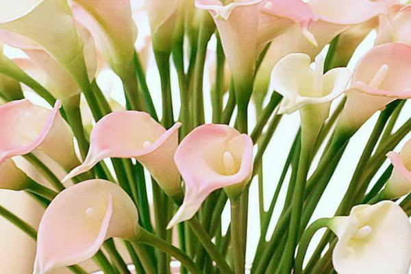 马蹄莲插花瓶能养多久，养护得到可以保存半个月以上
