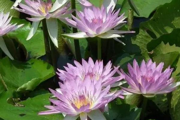 香水莲花的种植方法，以地下茎繁殖的方法为主
