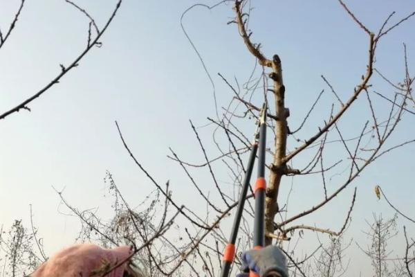 桃树的修剪方法，有以下4种方法