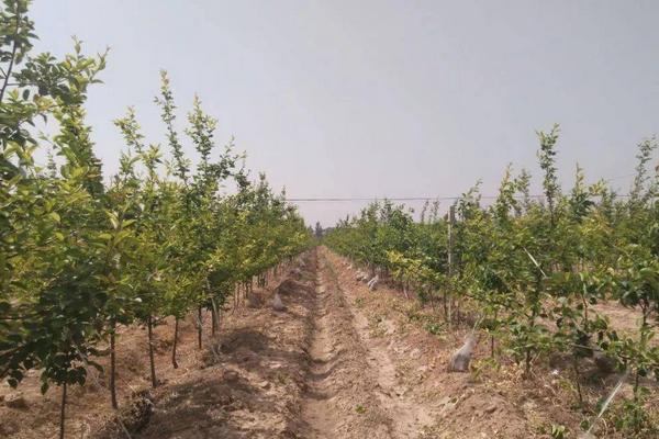 梨树春季施肥时间，在3-5月份施肥