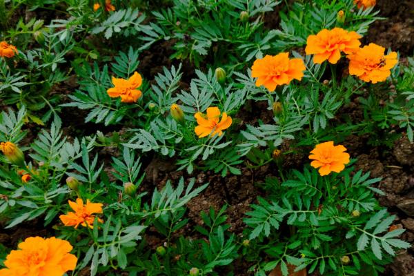 万寿菊和孔雀菊有什么区别，万寿菊是一年生植物、孔雀菊是多年生植物