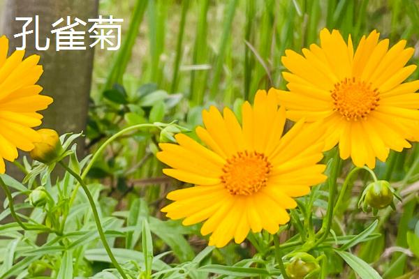 万寿菊和孔雀菊有什么区别，万寿菊是一年生植物、孔雀菊是多年生植物