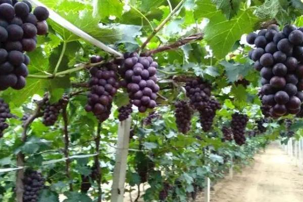 葡萄的种植方法，冬夏两季适合给葡萄修剪