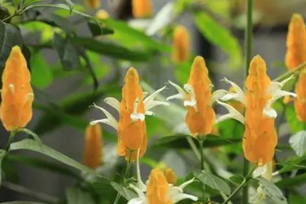 金苞花不开放如何处理，每天提供7-8小时的光照时长可促进花芽分化
