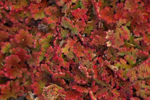 满江红属于什么植物，属于蕨类植物