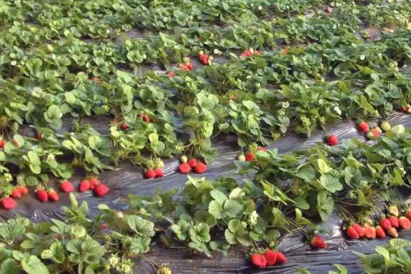 草莓光长藤蔓不开花怎么办，需控制水分和合理施肥等