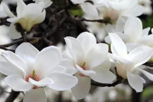 白玉兰花的花期，每年的4-9月份开花