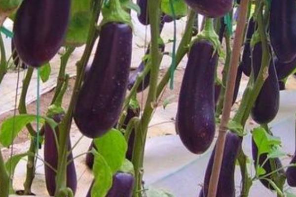 露地茄子种植管理技术，4月份种植为佳