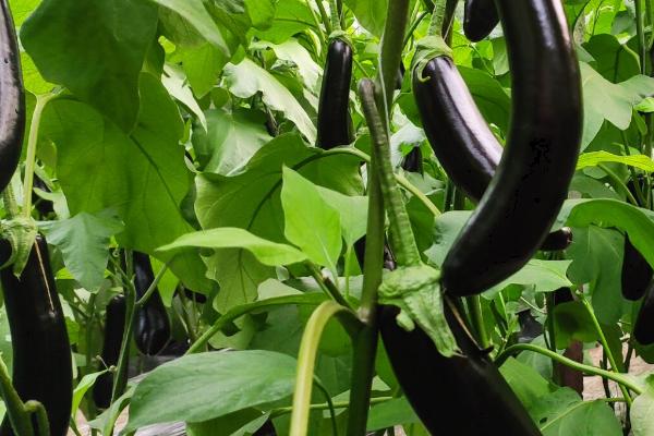 露地茄子种植管理技术，4月份种植为佳