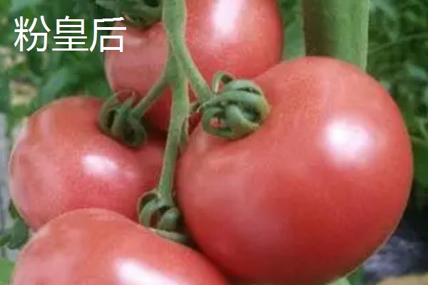 西红柿留种方法，将种子洗净晾干后可放在布袋内保存