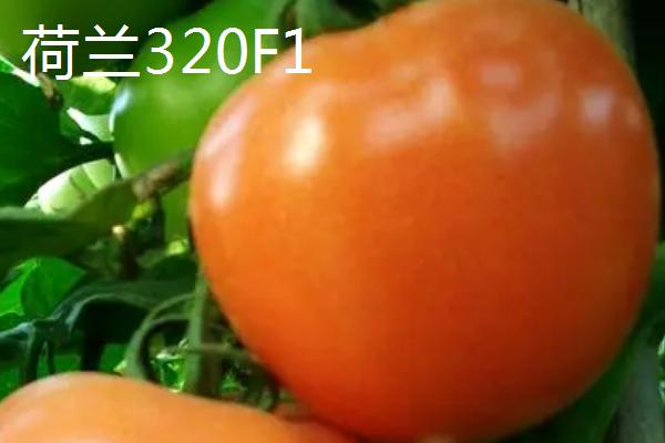 西红柿留种方法，将种子洗净晾干后可放在布袋内保存