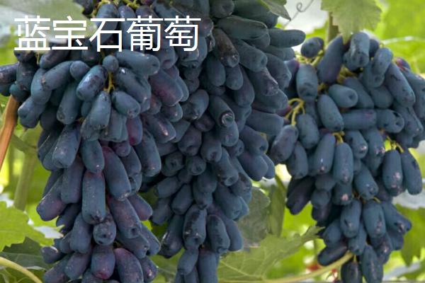 最贵的葡萄，有以下八种