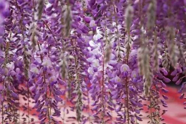 紫藤花有毒吗，花和茎叶无毒但种子有毒