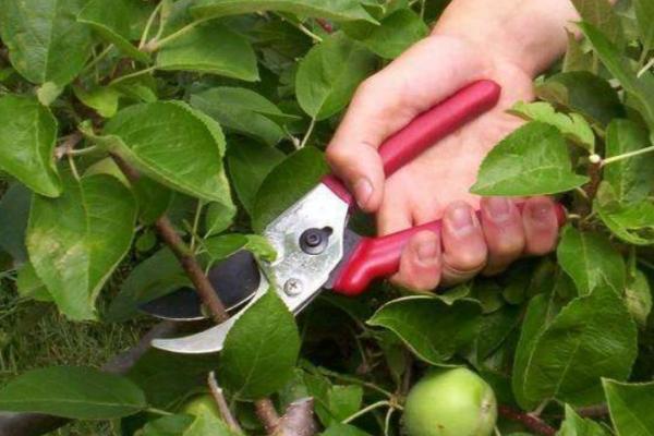 苹果树栽种后多久开花结果，栽种2-3年后会结果