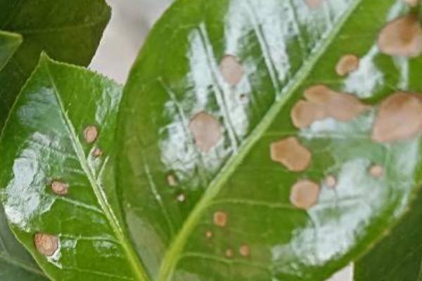 茶花叶子长锈斑的原因，可能是感染真菌性的病害