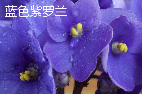 鲜花紫罗兰什么时候开花，3月份便会开花