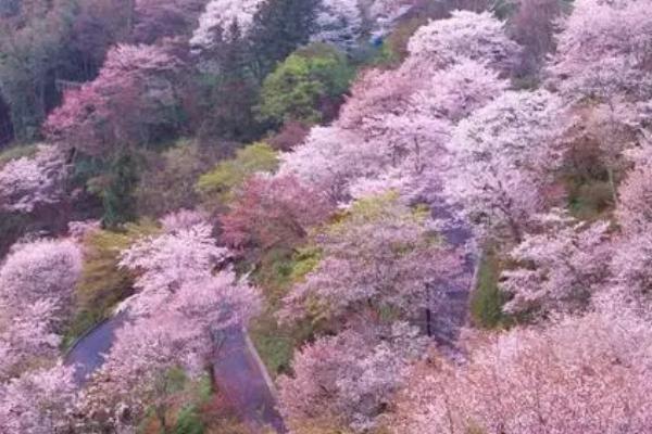 日本樱花开放的时间，通常在三月下旬至四月上旬开花
