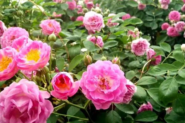 蔷薇花的种植时间和方法，一般在9-10月份种植