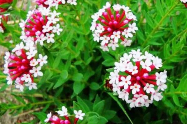 狼毒花是什么花，是一种多年生的草本植物种类