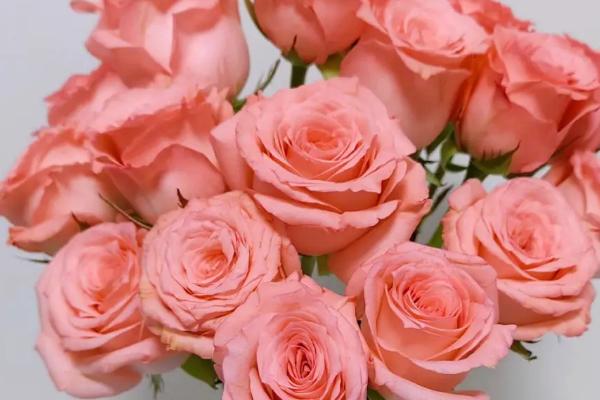 白玫瑰的花语，纯洁、纯真、高贵、纯情均是它的花语