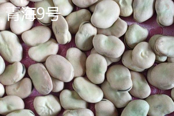 蚕豆和兰花豆有什么区别，兰花豆是用蚕豆加工出来的食品