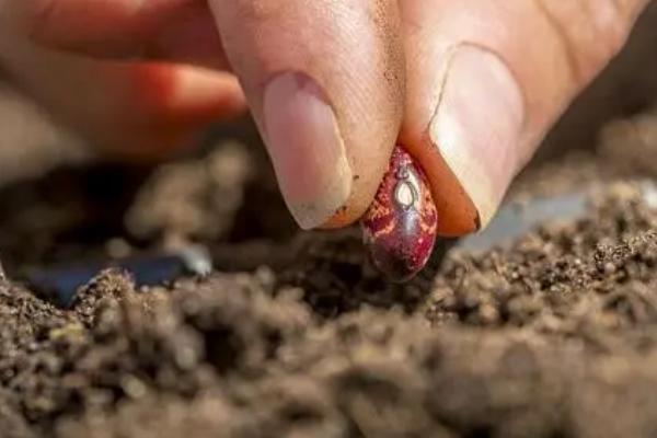 红豆的种植方法，4-5月份种植为佳