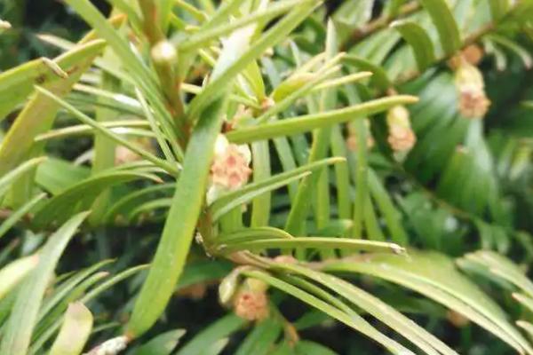 开花后的红豆杉是什么样，花朵单生于叶腋、雌花的苞片交叉对生