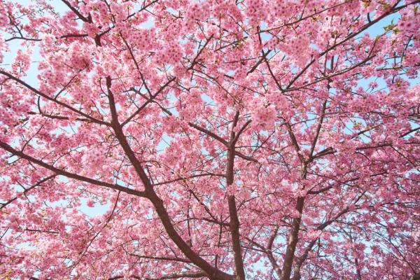 樱花树什么时候移栽成活率高，适宜移栽的时间是2-3月
