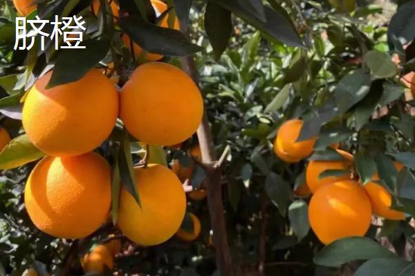 橙子种子怎么发芽，首先要挑选外表饱满完整的健康种子