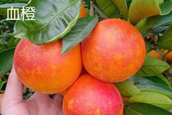 橙子种子怎么发芽，首先要挑选外表饱满完整的健康种子