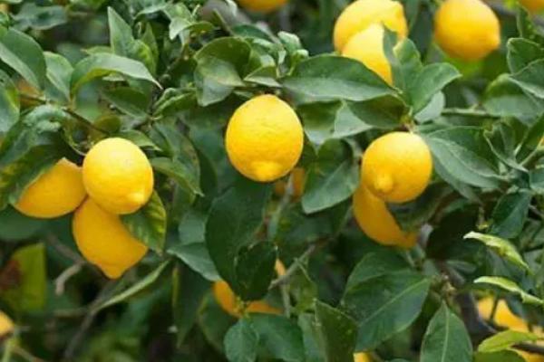 柠檬的品种，品种较多，原产自不同地区
