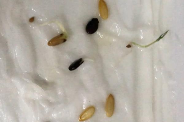 爬地黑皮冬瓜的种植技术，要选择籽粒饱满且无破损的种子