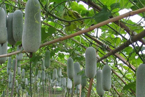 爬地黑皮冬瓜的种植技术，要选择籽粒饱满且无破损的种子